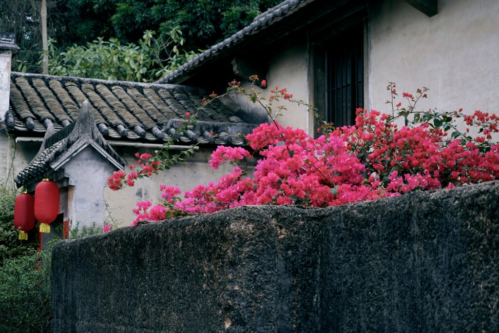 Pink bougainvillea over a decorative stone wall in front of traditional Chinese architecture and red lanterns.